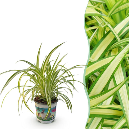Bunte Graslilie Chlorophytum comosum Variegatum in Topf, 20cm hoch, grüne und weiße variegierte Blätter, Zimmerpflanze