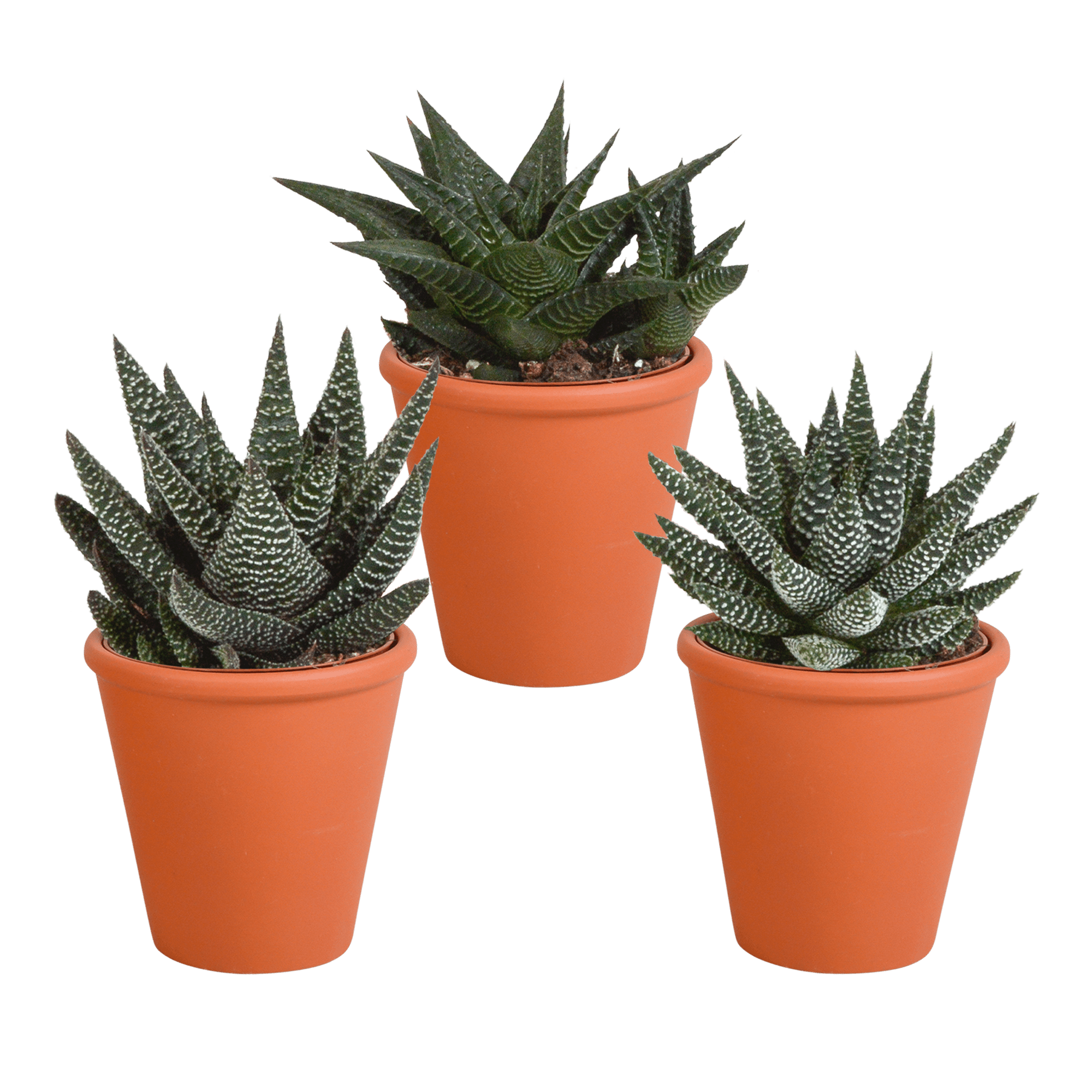 Drei Gasteria und Haworthia Pflanzen in Terracotta-Töpfen, Ø 8,5 cm, Everspring, saftig grün und robust.