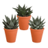 Drei Gasteria und Haworthia Pflanzen in Terracotta-Töpfen, Ø 8,5 cm, Everspring, saftig grün und robust.