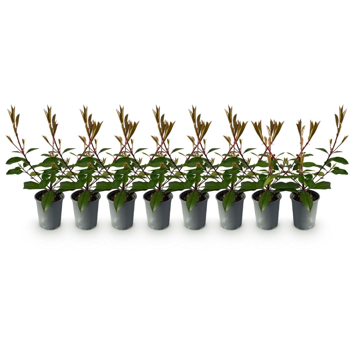 Heckenpflanzen - Photinia fraseri Red Robin - Blatt rot grün - 8 Pflanzen / 1 laufender Meter - immergrün - Topf 9cm Höhe 30 - 35cm - Wurzelwerk Design