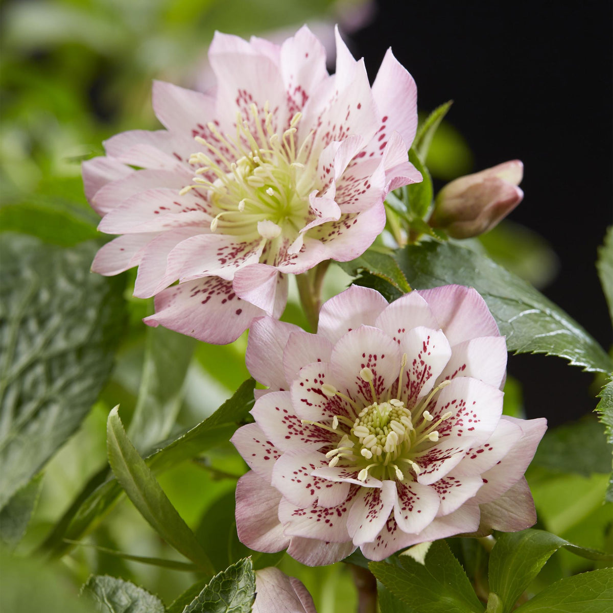 Christrose kaufen - Helleborus orientalis Double Ellen Pink - Rosa Blüte - 1 Pflanze - Immergrün - Topf 14cm Höhe 35cm
