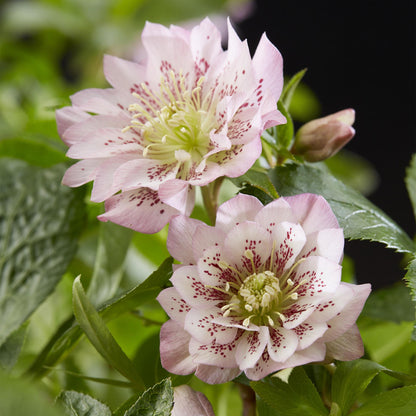 Christrose kaufen - Helleborus orientalis Double Ellen Pink - Rosa Blüte - 1 Pflanze - Immergrün - Topf 14cm Höhe 35cm