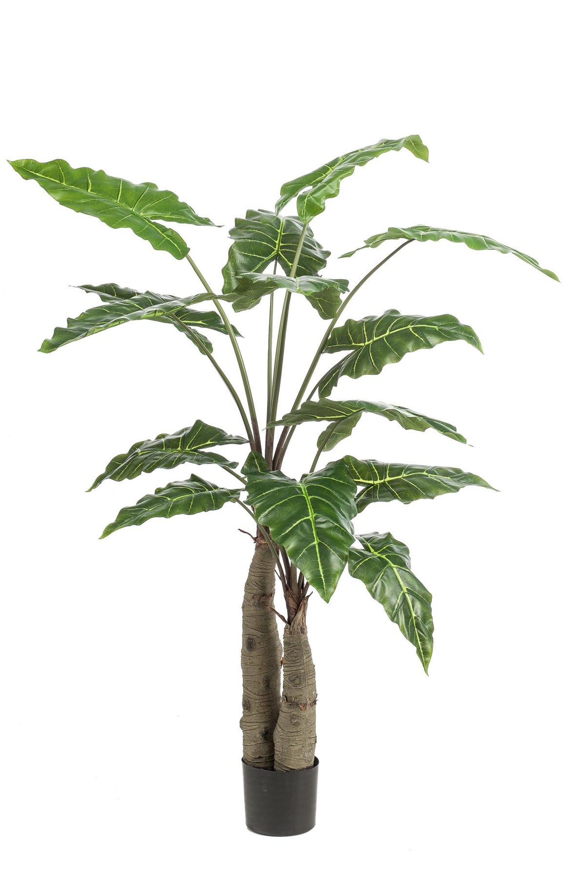 Kunstpflanze Alocasia (Elefantenohr) von Everspring, 70-180 cm hohe, realistische Zimmerpflanze mit großen grünen Blättern.