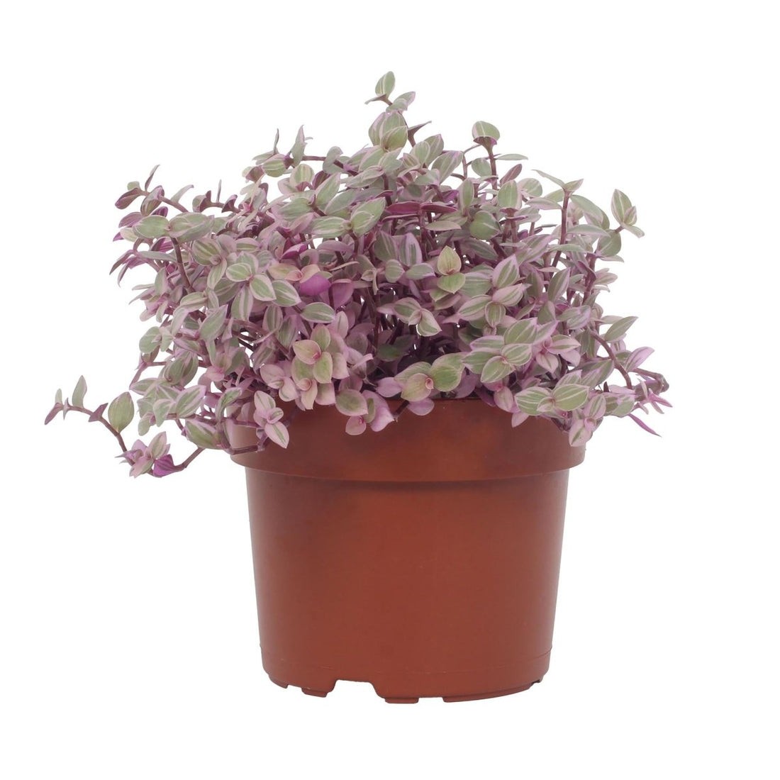 Callisia repens ‘Rosato’ – Trendige Hängepflanze mit Rosafärbung – Ø 12 cm Topf – Höhe ca. 16 cm - Wurzelwerk Design