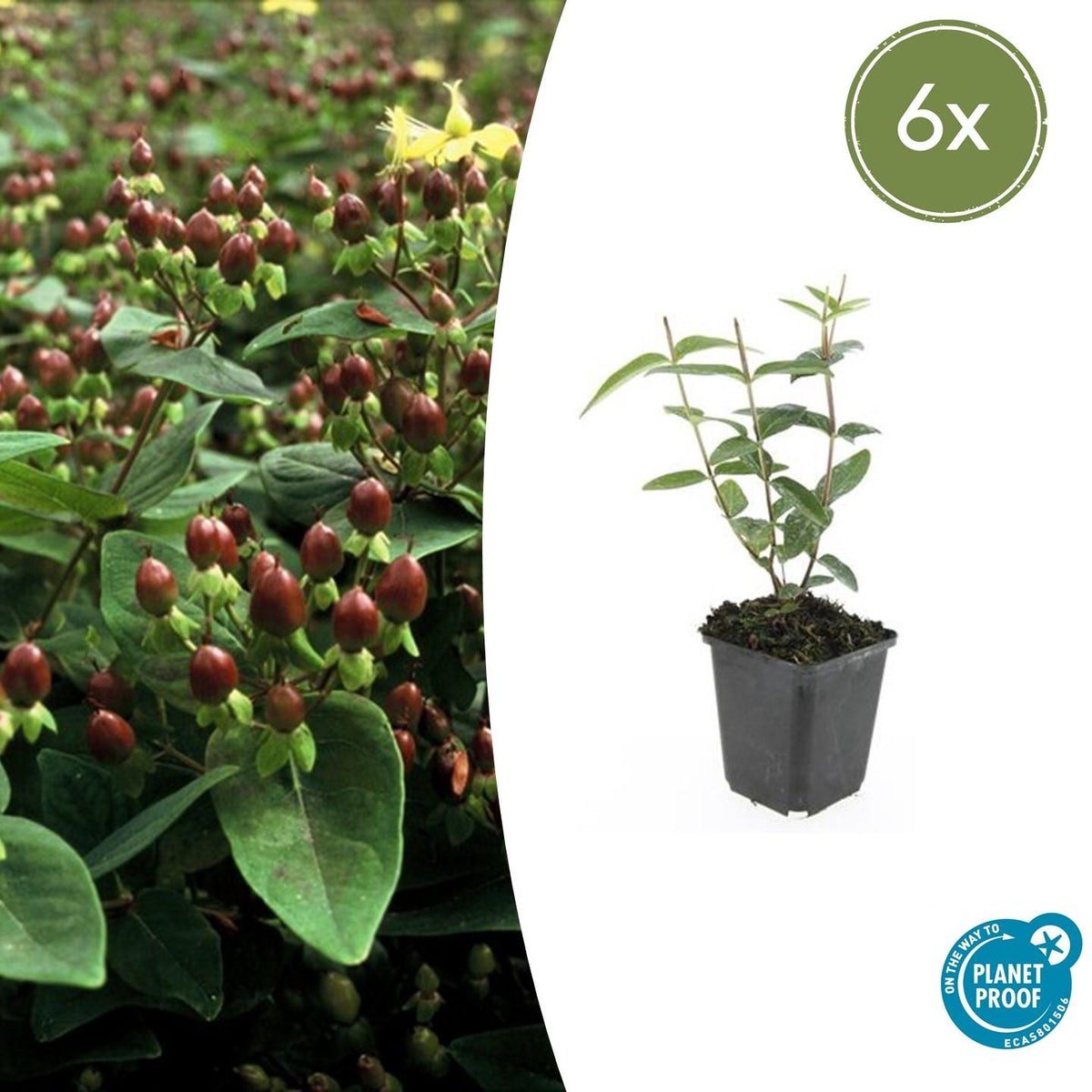 Sechs Hypericum inodorum &