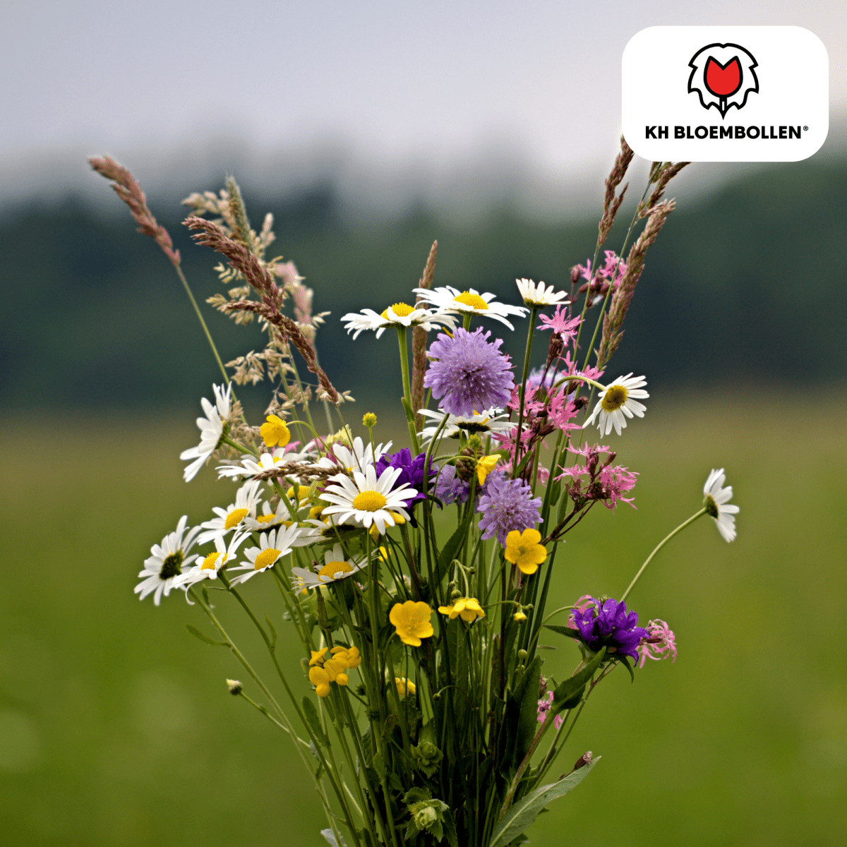 Wildblumensamenmischung – 100 g | Bienenfreundlich &amp; heimisch - Wurzelwerk Design