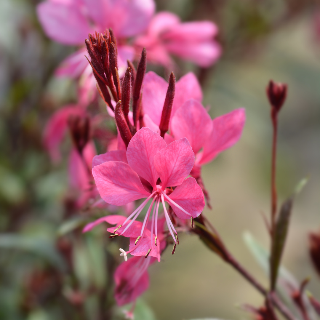 6x Gaura l. &
