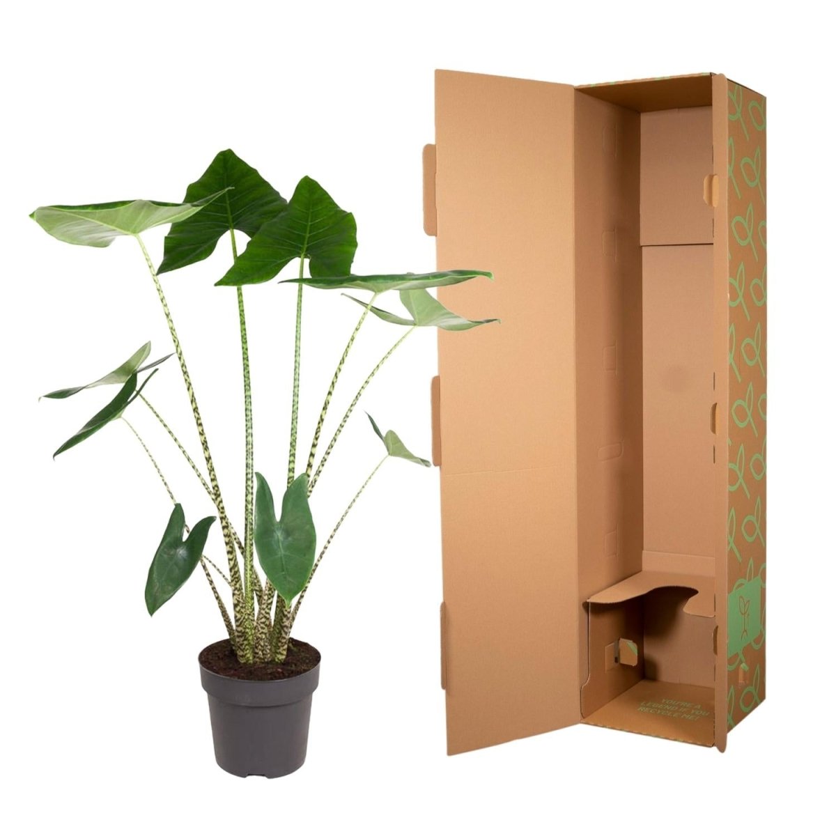 Alocasia Zebrina 130 cm – Exotische Zimmerpflanze im XL - Format - Wurzelwerk Design