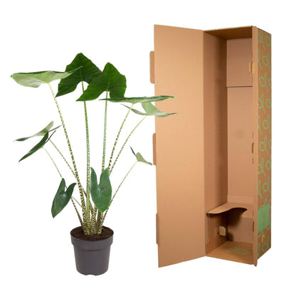 Alocasia Zebrina 130 cm – Exotische Zimmerpflanze im XL - Format - Wurzelwerk Design