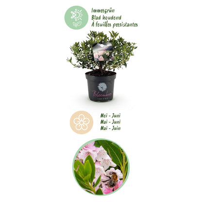Everspring Rhododendron Bloombux in Topf, hellrosa Blüten, Höhe 45-55 cm, Durchmesser 23 cm, Gartenpflanze