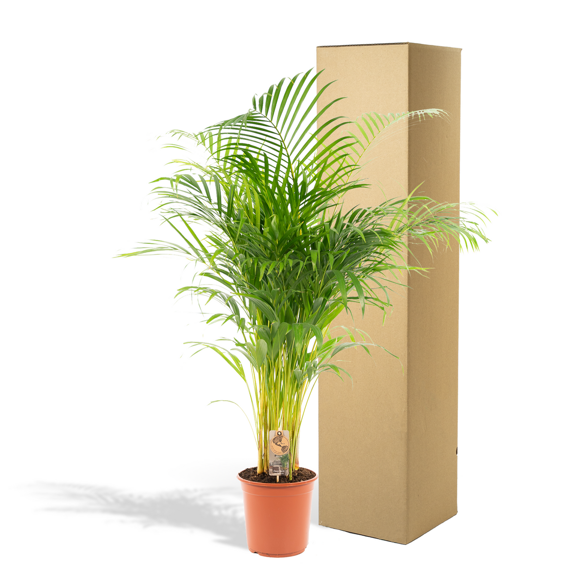 Areca-Palme von Everspring, 21cm Durchmesser, 130cm hoch, grüne Zimmerpflanze mit gefiederten Blättern
