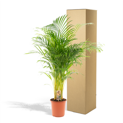 Areca-Palme von Everspring, 21cm Durchmesser, 130cm hoch, grüne Zimmerpflanze mit gefiederten Blättern