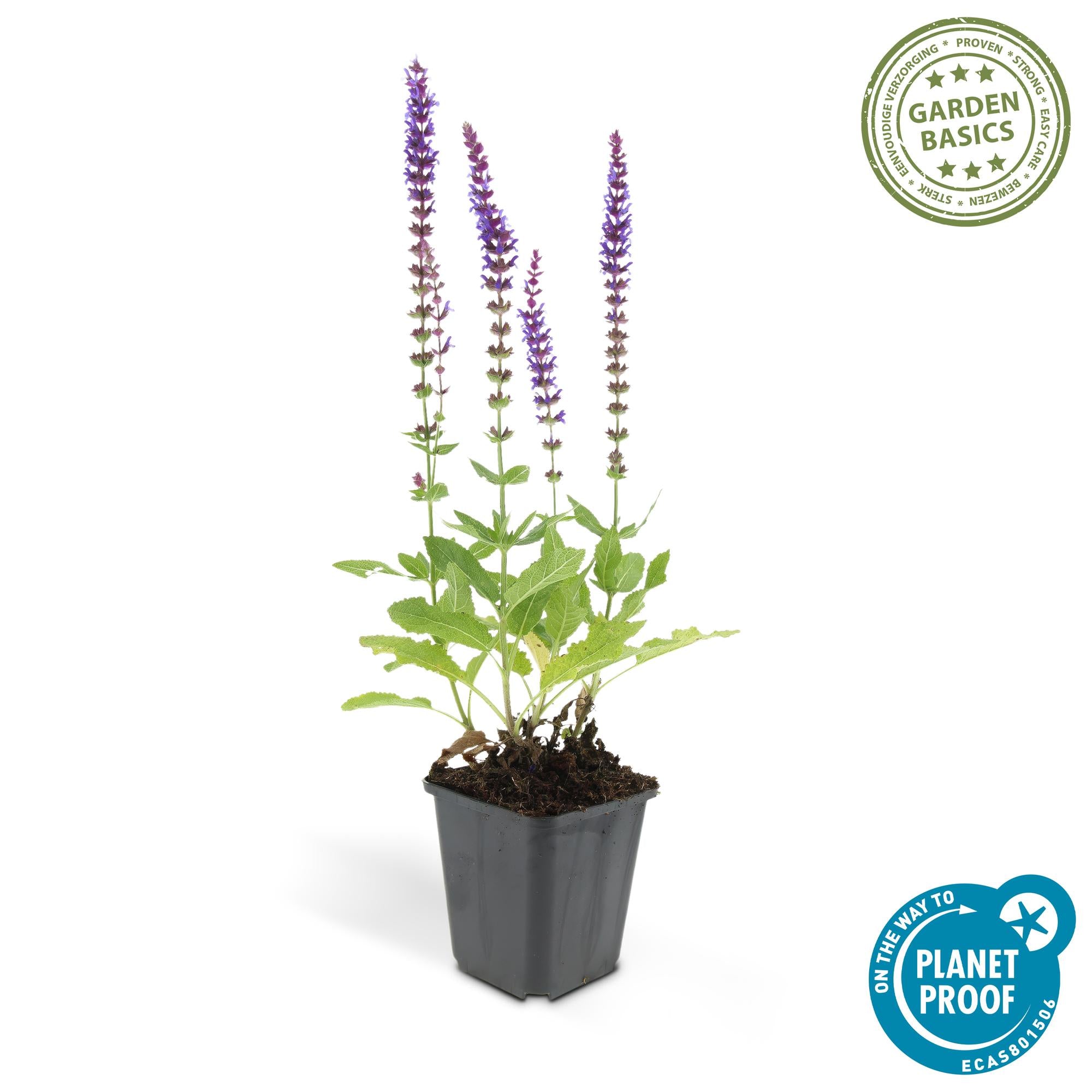 24x Salvia nemorosa ‘Ostfriesland’ – Steppen-Salbei mit violettblauen Blüten – Höhe 10–25 cm – Ø 9 cm