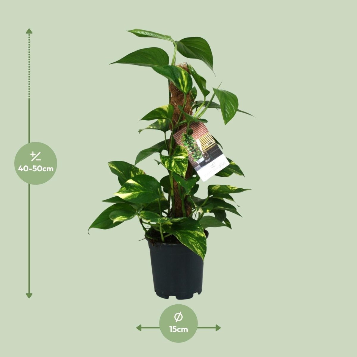 Scindapsus Epipremnum - Ø15cm - ↕50cm - Wurzelwerk Design