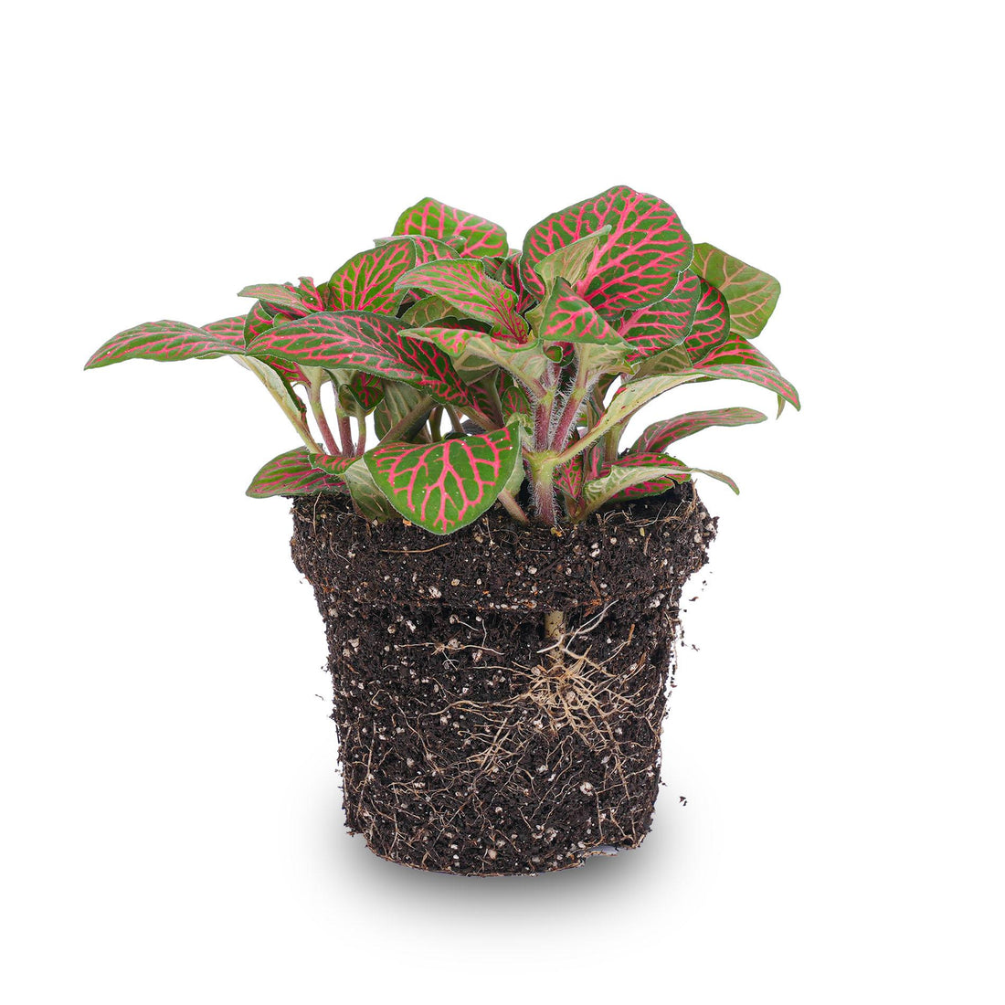 Rote Fittonia Mosaikpflanze im 8cm Topf, Everspring, mit grünen und roten Blättern, schöne Zimmerpflanze, Nahaufnahme