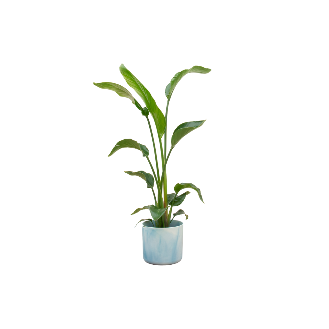 Everspring Strelitzia Nicolai Pflanze mit elho Ocean Round Topf, blauer Kunststoff, 22 cm Durchmesser, 100 cm hoch, Zimmerpflanze