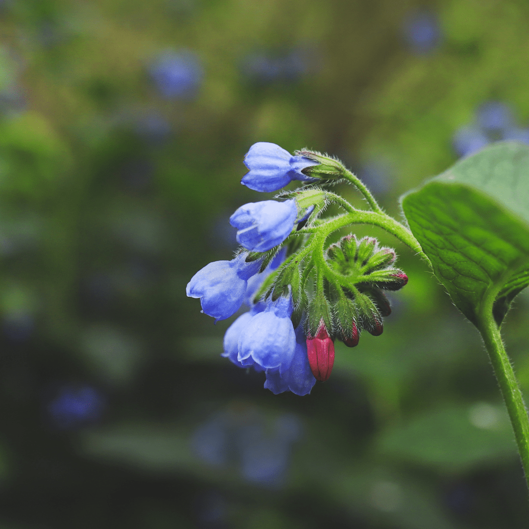 Sechs Symphytum grandiflorum &