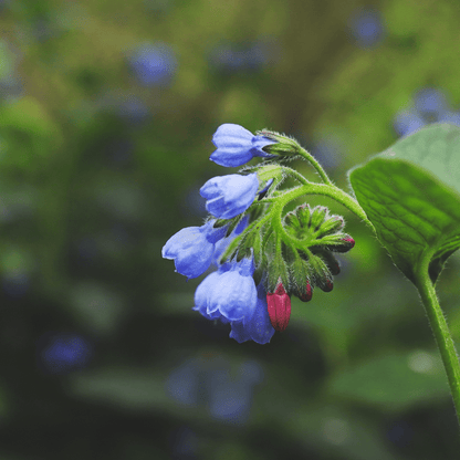Sechs Symphytum grandiflorum &
