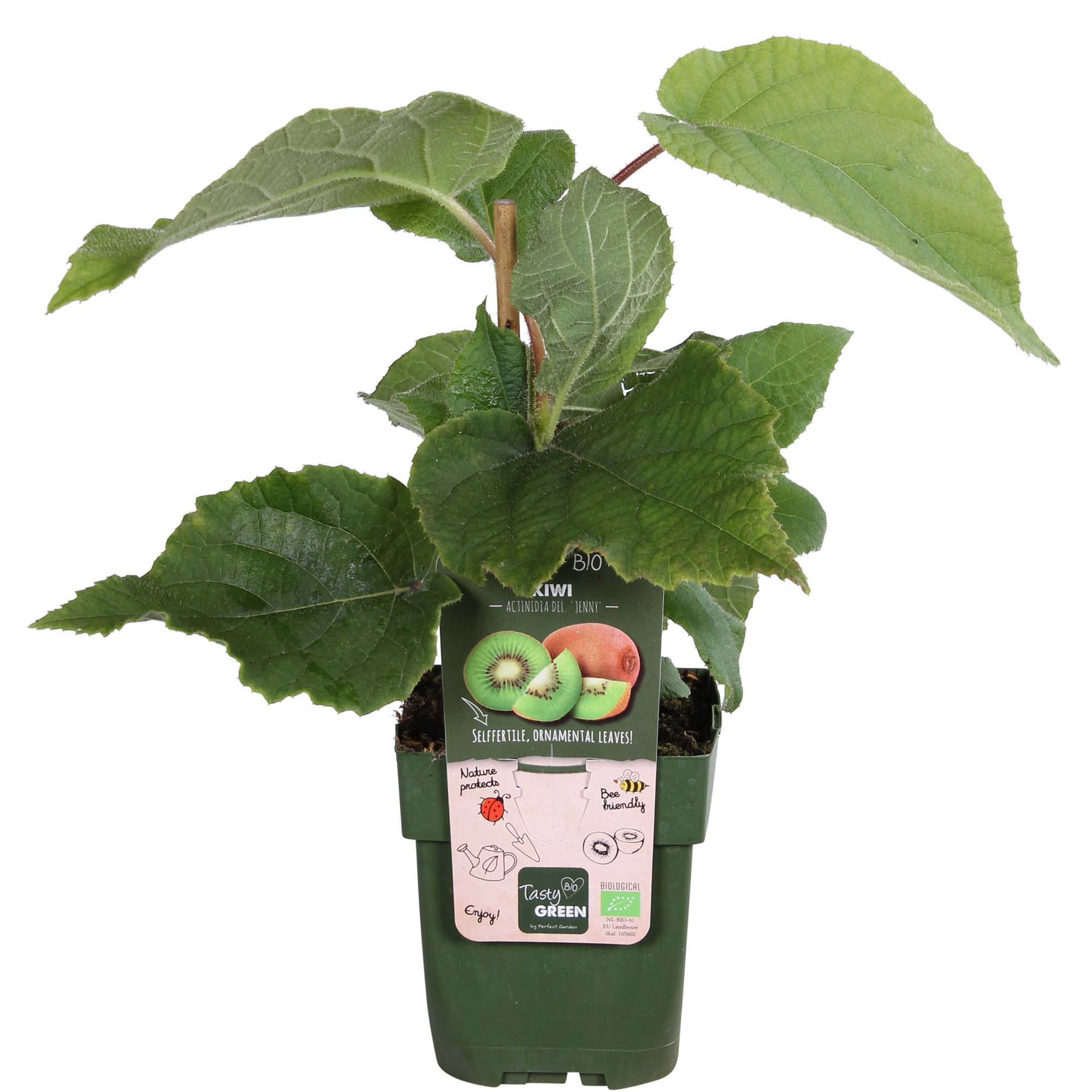 Kiwi Actinidia deliciosa &