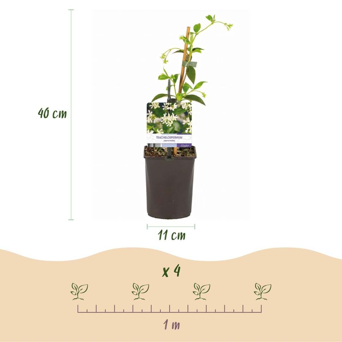 Toskanischer Jasmin - Trachelospermum jasminoides - Blüte Weiß - Immergrün - 2 Pflanzen - Wurzelwerk Design