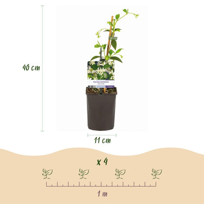 Toskanischer Jasmin - Trachelospermum jasminoides - Blüte Weiß - Immergrün - 2 Pflanzen - Wurzelwerk Design