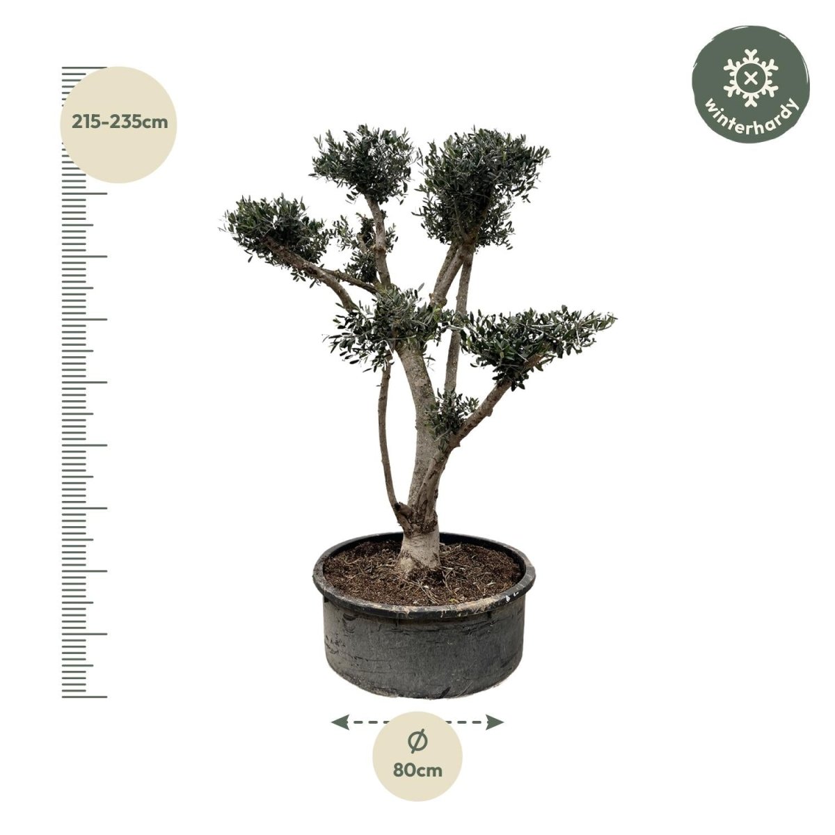 Olea europaea ‘Pompon’ – Bonsai - Olivenbaum im Topf - Wurzelwerk Design