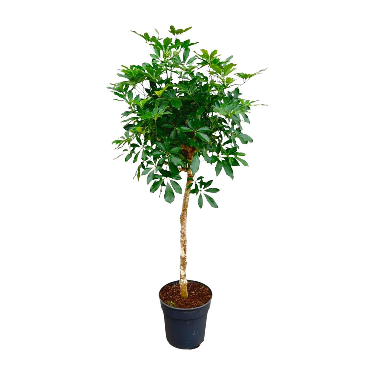 Große Schefflera Hochstamm-Pflanze von Everspring, 170 cm hoch mit einem Durchmesser von 35 cm, grüne Blätter auf einem stabilen Stamm
