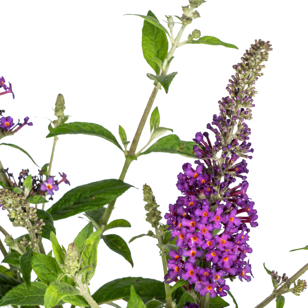 Sommerflieder Buddleja Davidii Purple Ø19cm - ↕40 - 50cm