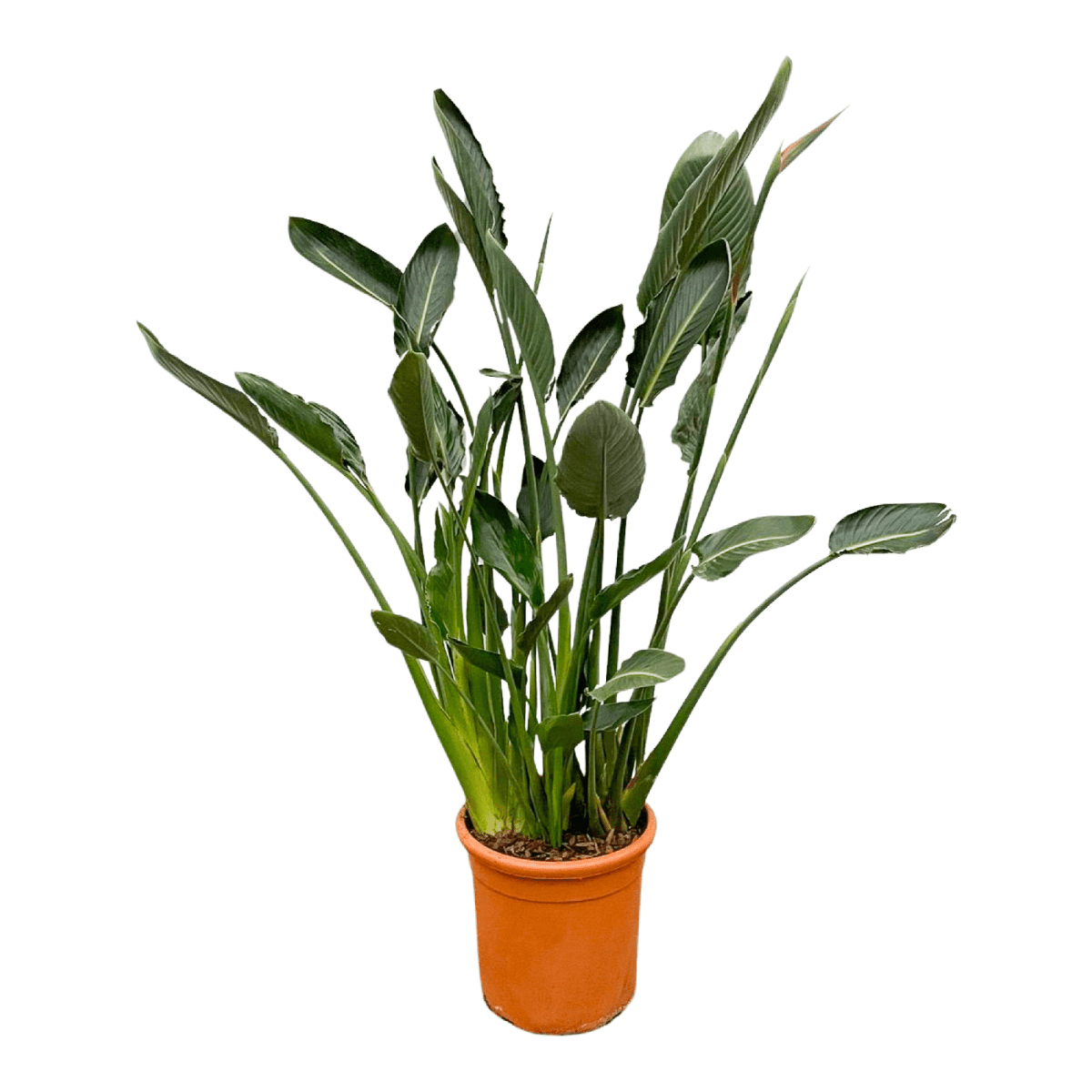 Strelitzia Reginae – Orange Paradiesvogel für Innen &amp; Garten - Wurzelwerk Design
