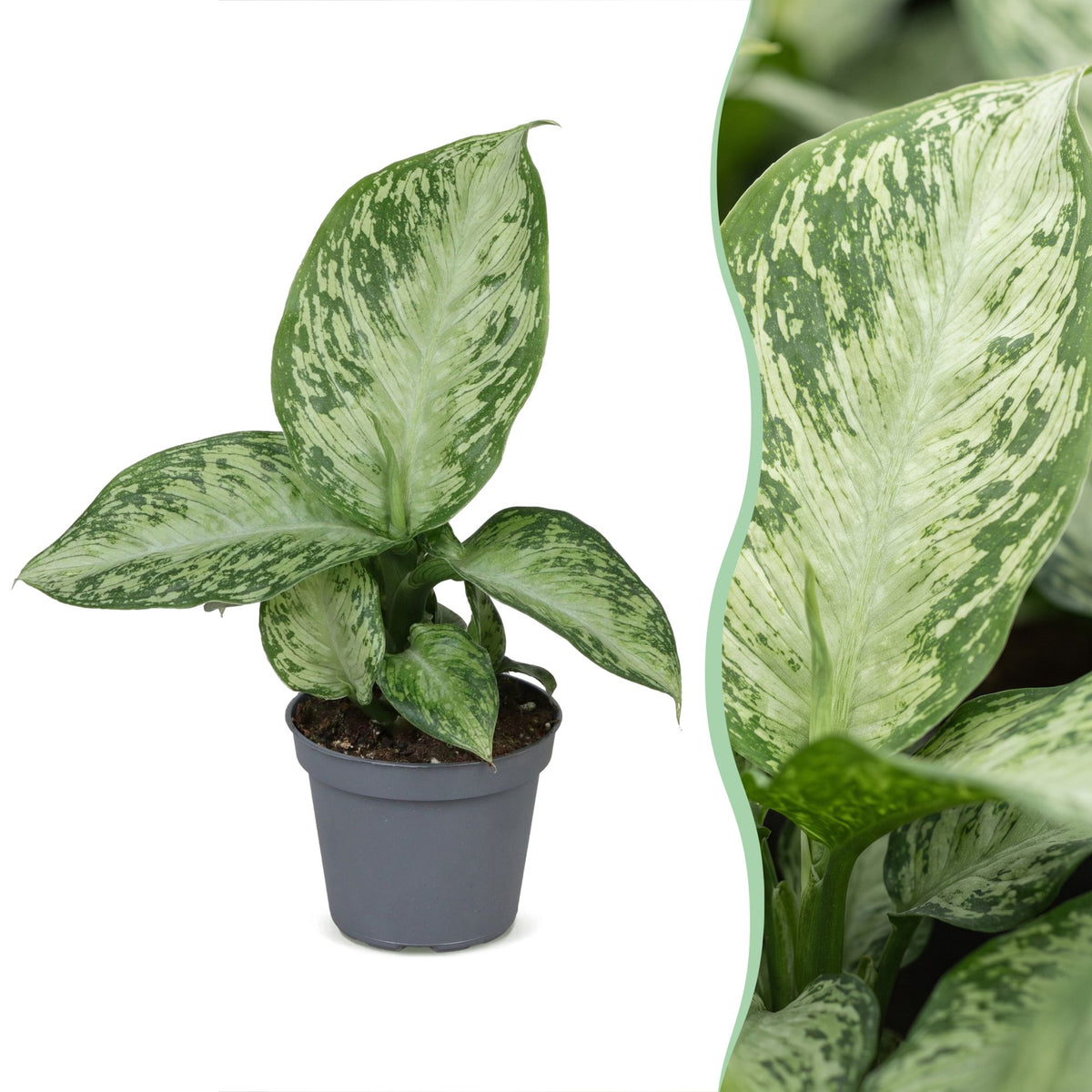 Dieffenbachia &