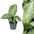 Dieffenbachia &