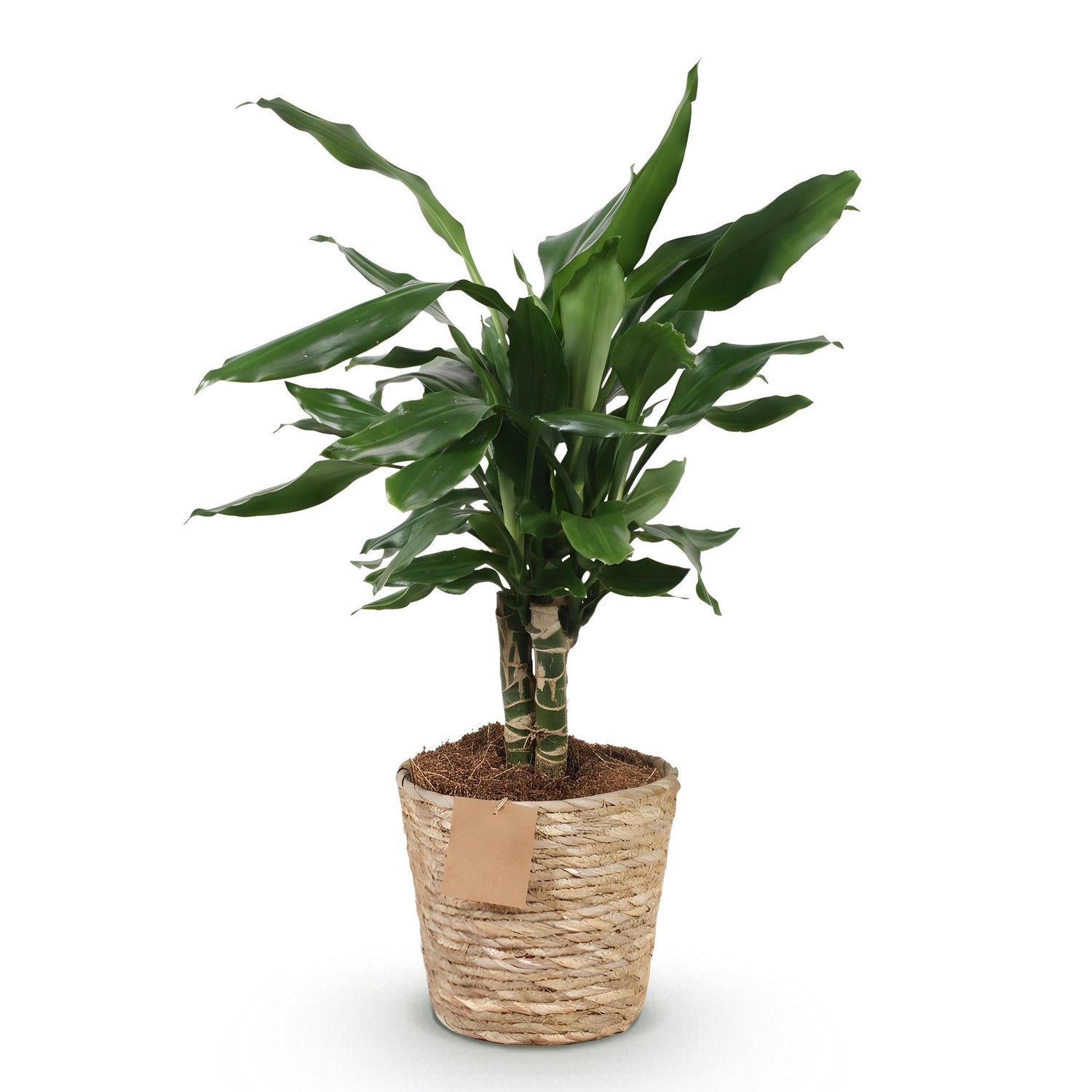 Dracaena fragrans Steudneri im Korb, Drachenblutbaum, Zimmerpflanze, Everspring, Höhe 50-55cm, grüne Blätter