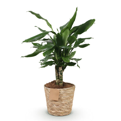 Dracaena fragrans Steudneri im Korb, Drachenblutbaum, Zimmerpflanze, Everspring, Höhe 50-55cm, grüne Blätter