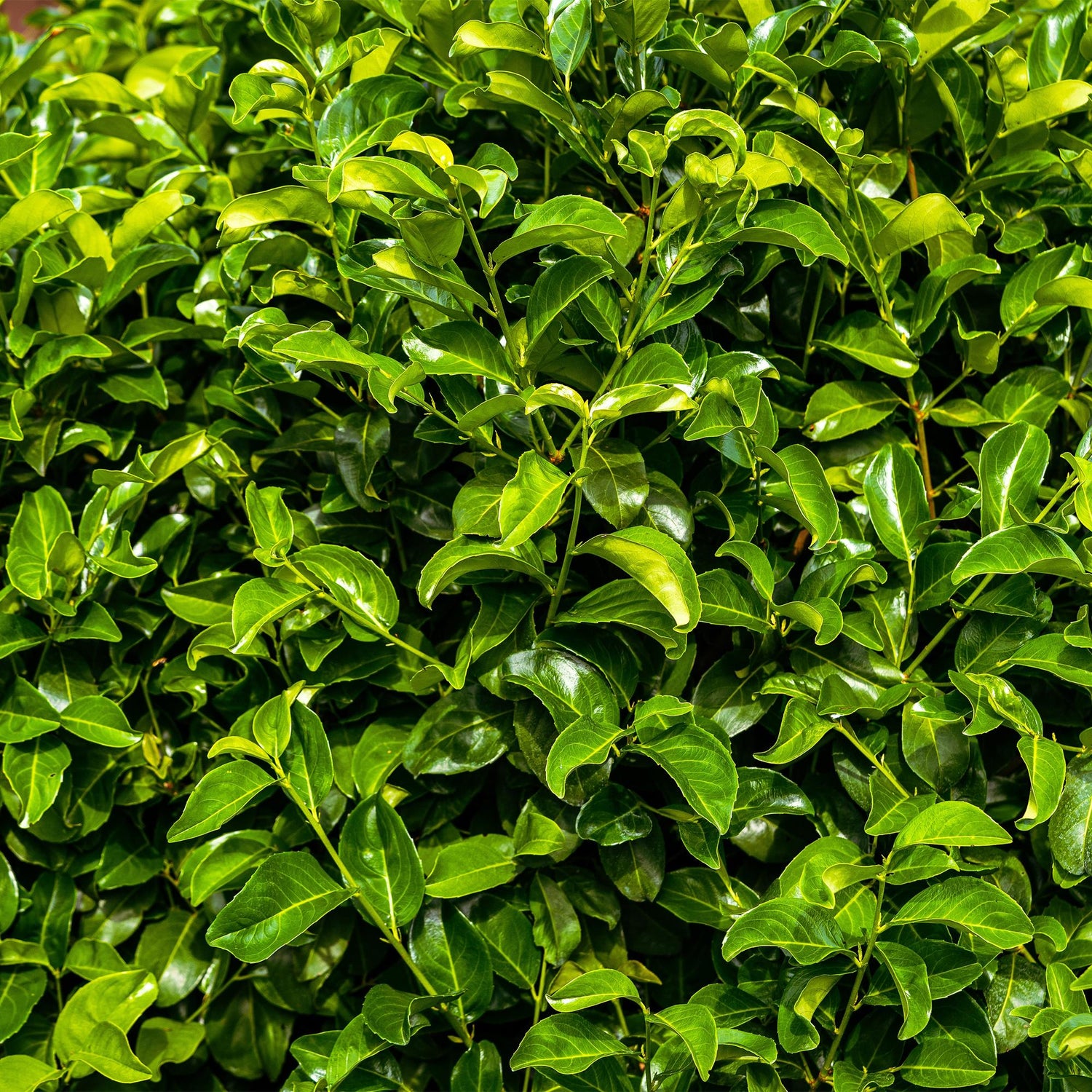 Kirschlorbeer Rotundifolia – Prunus laurocerasus online kaufen | 6 Pflanzen für 1 m Hecke, immergrün &amp; blickdicht – Wurzelwerk Design