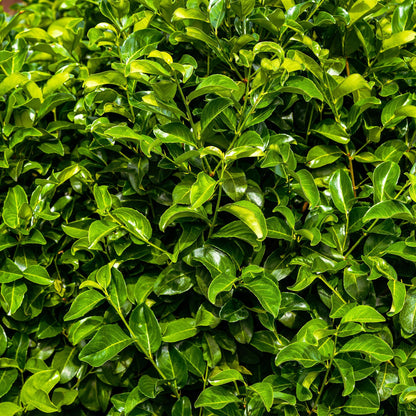 Kirschlorbeer Rotundifolia – Prunus laurocerasus online kaufen | 6 Pflanzen für 1 m Hecke, immergrün &amp; blickdicht – Wurzelwerk Design