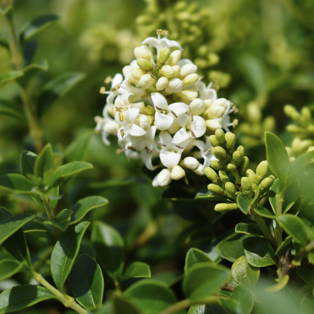 Immergrüner Ligustrum delavayanum in Topf, winterhart, grüne Blätter, für Terrasse, ca. 90cm hoch, von Everspring