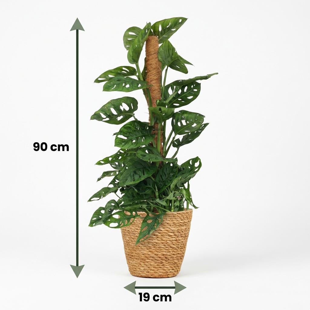 Monstera Adansonii mit Korb | Monkey Mask Moosstab – Topf 19 cm - Wurzelwerk Design