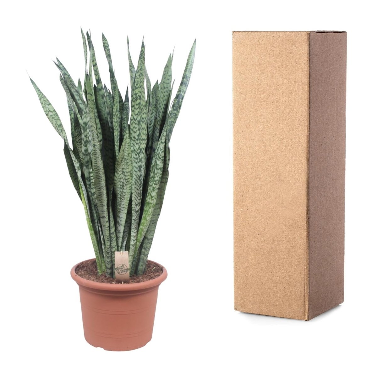 Sansevieria Zeylanica 110 cm – XL Schwiegermutterzunge - Wurzelwerk Design