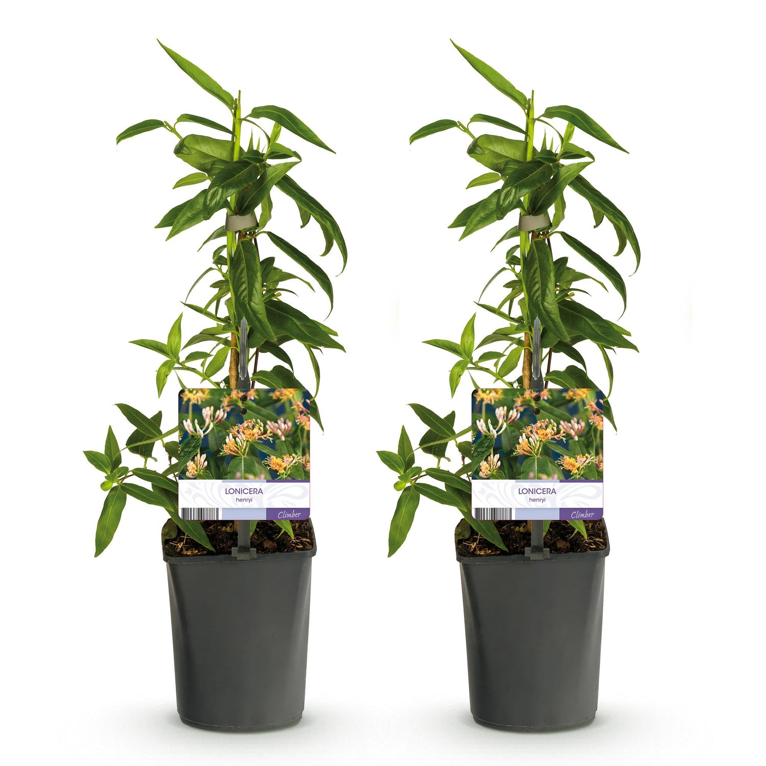 Lonicera henryi | Immergrünes Geißblatt – Duftende, schnellwachsende Kletterpflanze