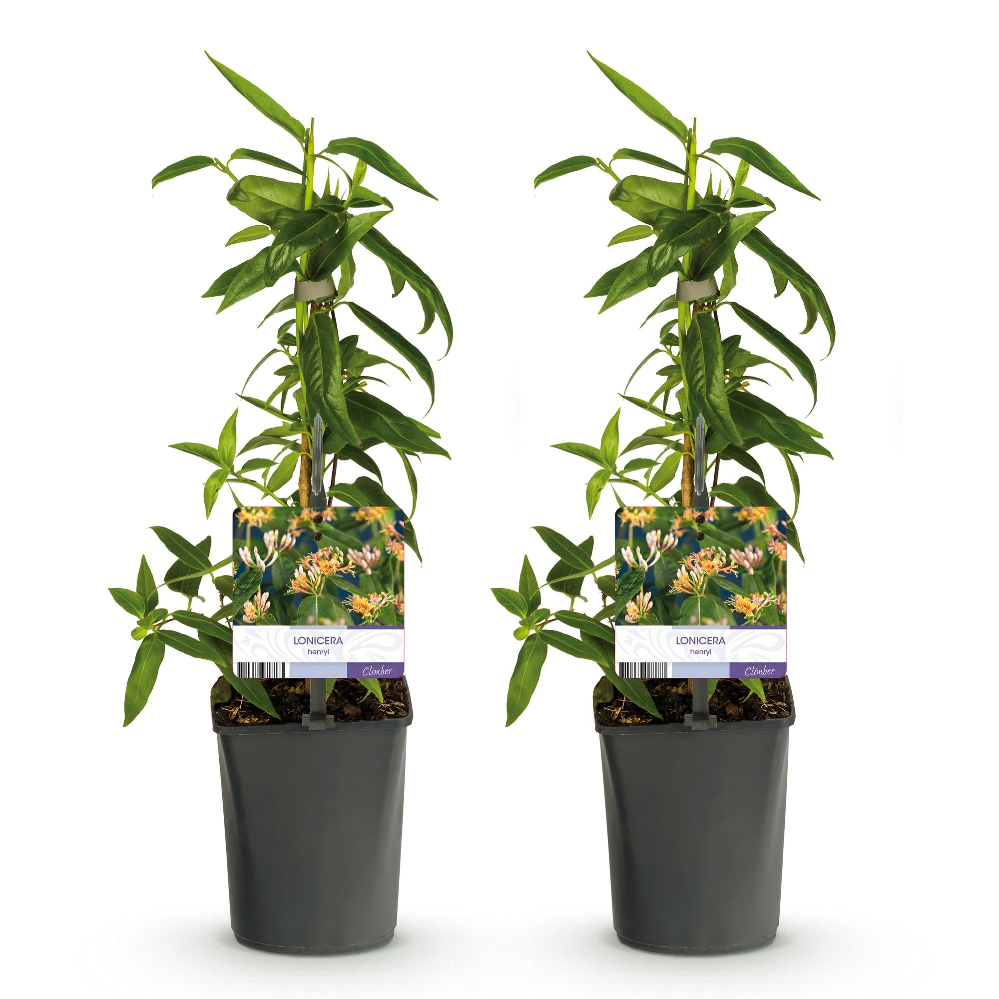 Lonicera henryi | Immergrünes Geißblatt – Duftende, schnellwachsende Kletterpflanze