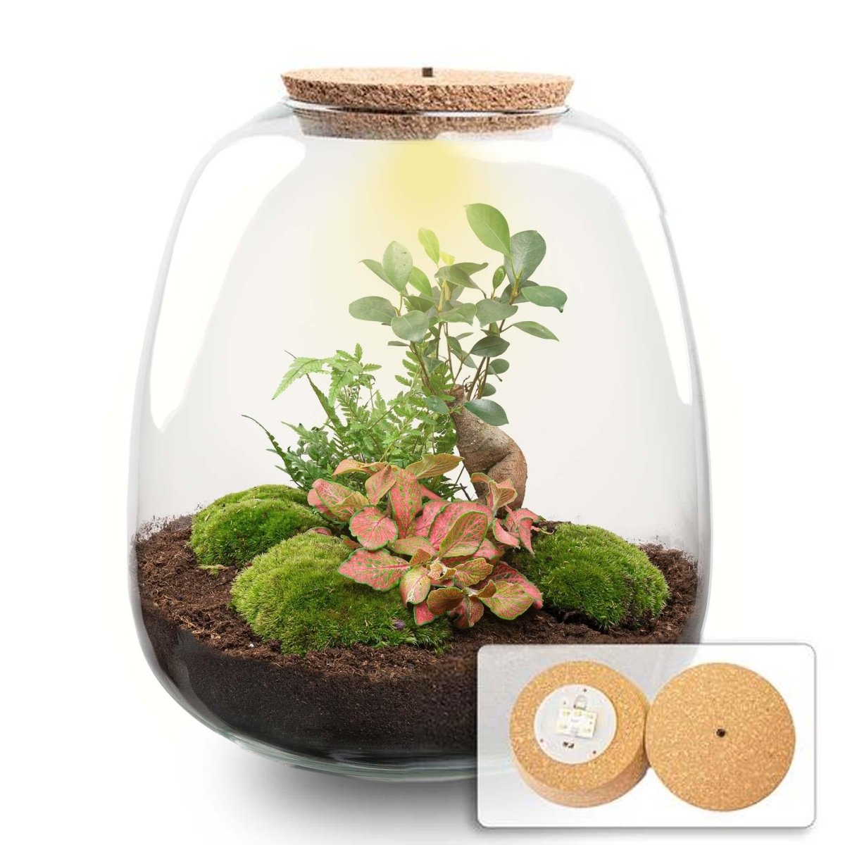 Planten Terrarium Emma DIY - Set 25 cm Ø 23 cm Bonsai Rot - Wurzelwerk Design