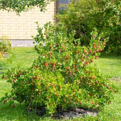 Zwei Ribes uva-crispa Hinnomäki Röd Stachelbeerpflanzen in Töpfen, mit roten Beeren und grünen Blättern, Höhe ca. 40 cm