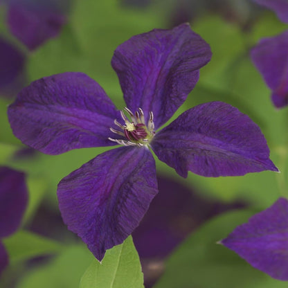Clematis viticella &