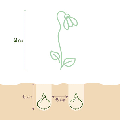 Everspring Leucojum Aestivum Blumenzwiebeln, 20 Stück in Größe 8/9, weiße Zwiebeln für den Garten, XXL Pack