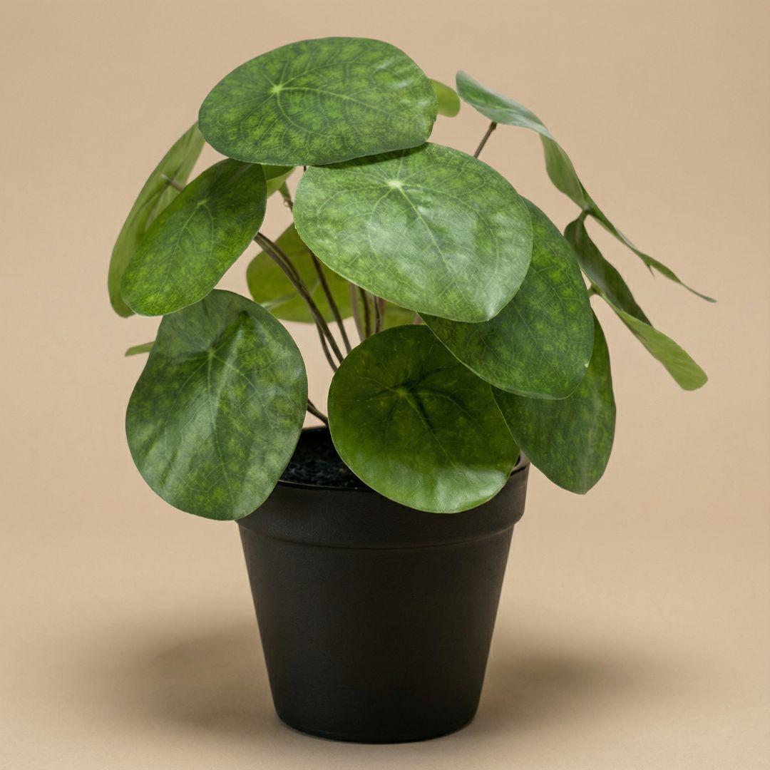 Künstliche Pilea Pflanze, 25 cm hoch, im schwarzen Topf, Everspring, ideale Dekorationspflanze für Zuhause oder Büro