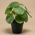 Künstliche Pilea Pflanze, 25 cm hoch, im schwarzen Topf, Everspring, ideale Dekorationspflanze für Zuhause oder Büro