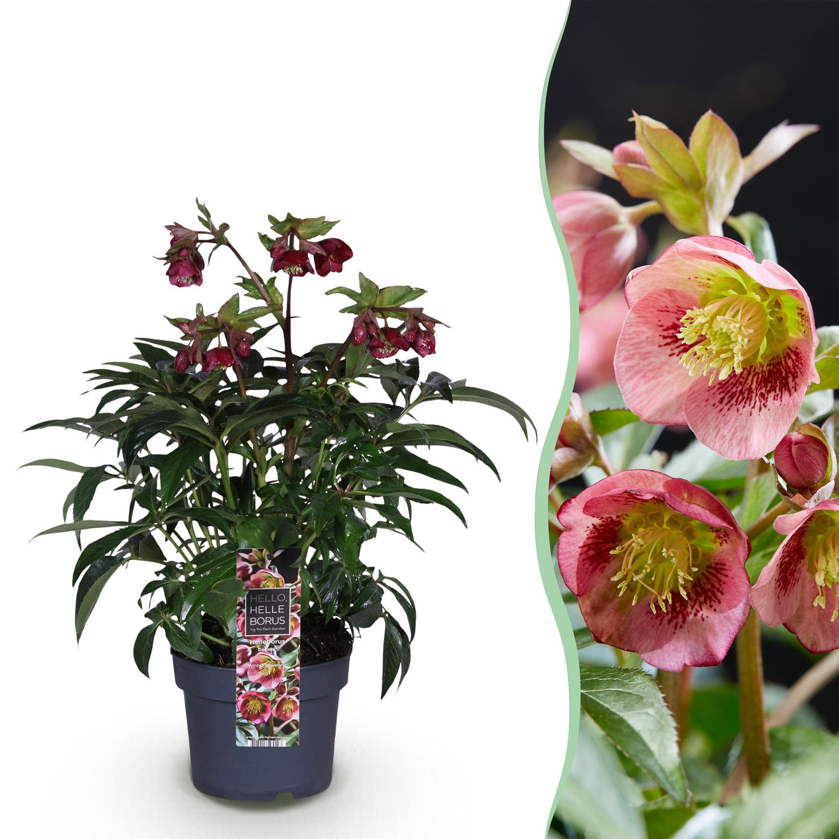 Lenzrose &
