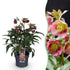 Lenzrose &