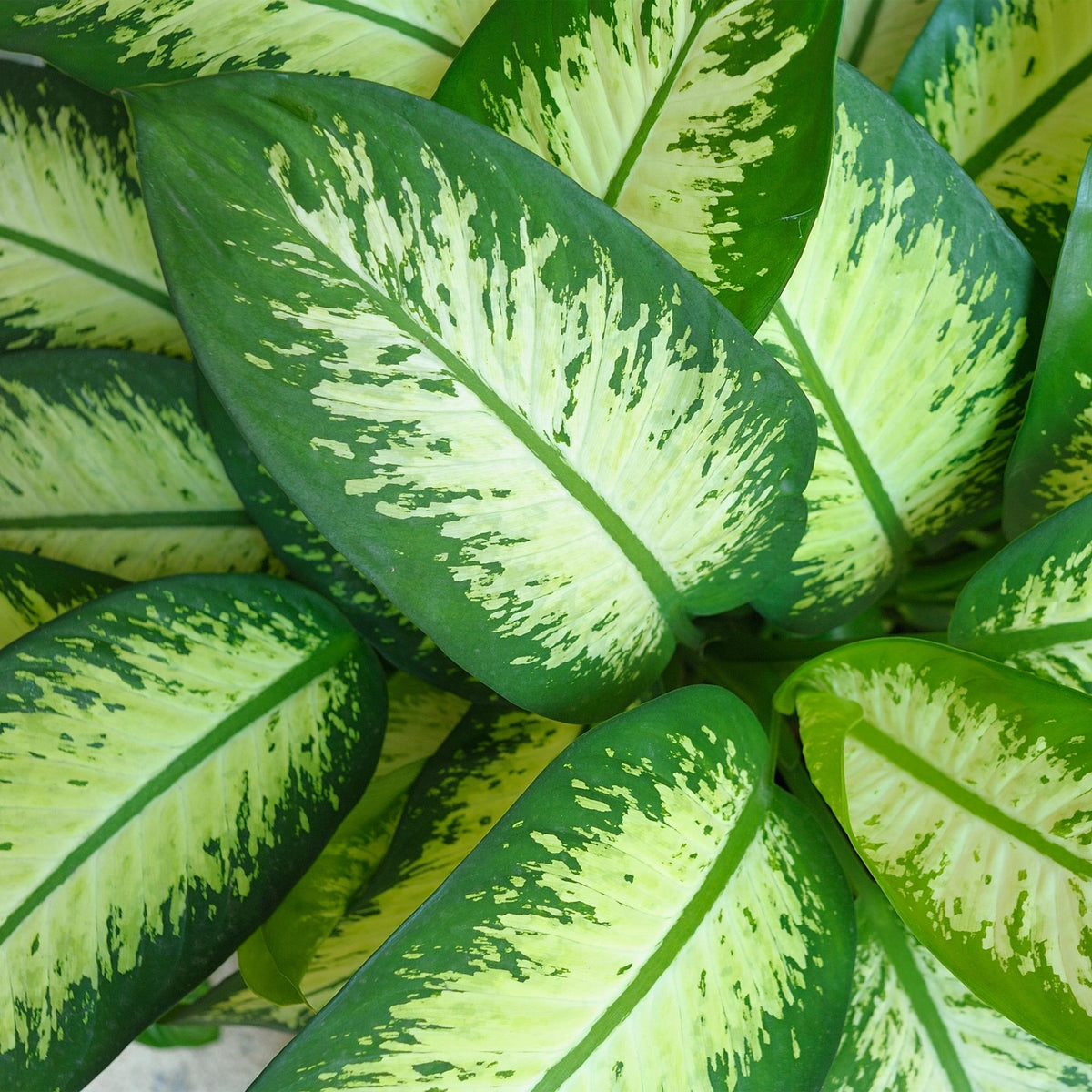 Diefenbachia Tropic Snow von Everspring, grüne und weiße Blätter, 90-100cm hohe Pflanze in grauem Topf, Nahaufnahme