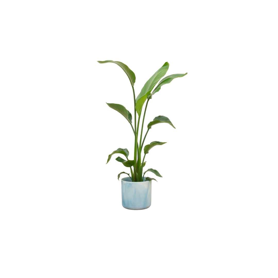 Strelitzia Nicolai 120cm mit Topf – Weißer Paradiesvogel für Ihr Zuhause - Wurzelwerk Design